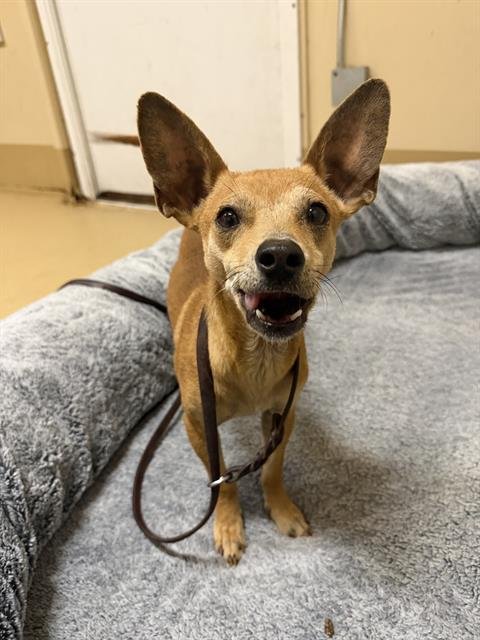 CUPID - Chihuahua available for adoption