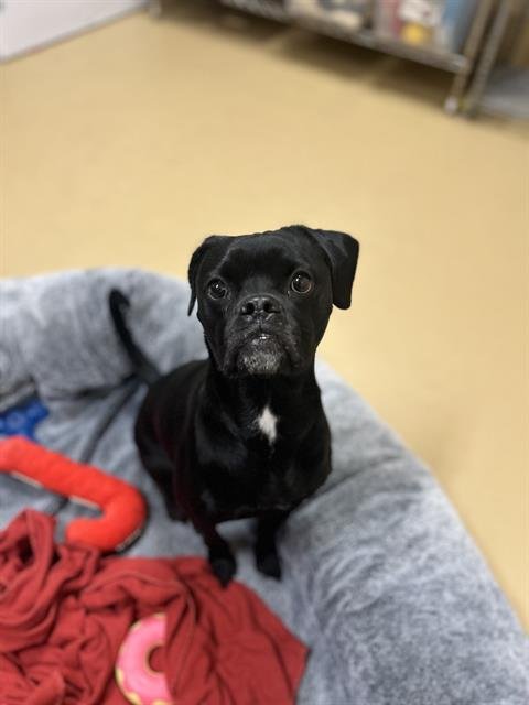 BAMBINO - Pug / Poodle (Miniature) available for adoption