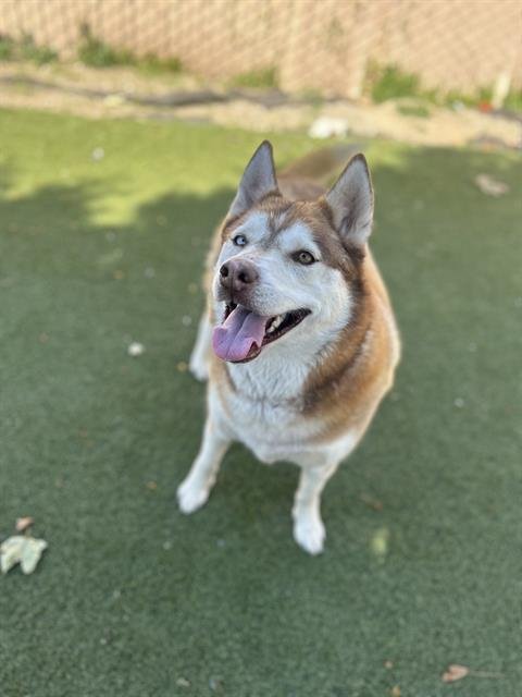 BELLA - Siberian Husky available for adoption