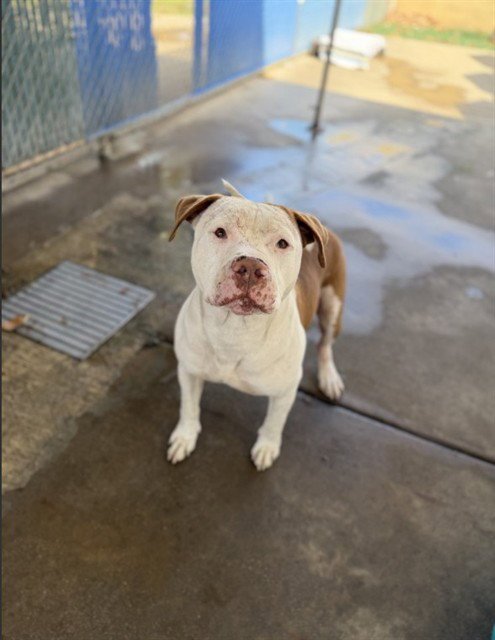 CUPIDO - Pit Bull Terrier available for adoption