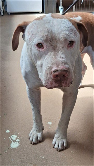 A274637 - Pit Bull Terrier available for adoption