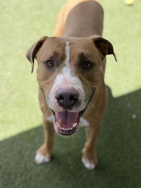 ANTHONY - Pit Bull Terrier available for adoption