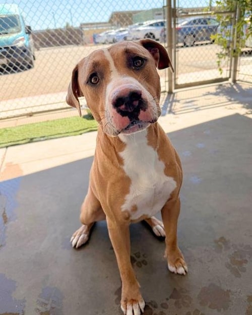 ANTHONY - Pit Bull Terrier available for adoption