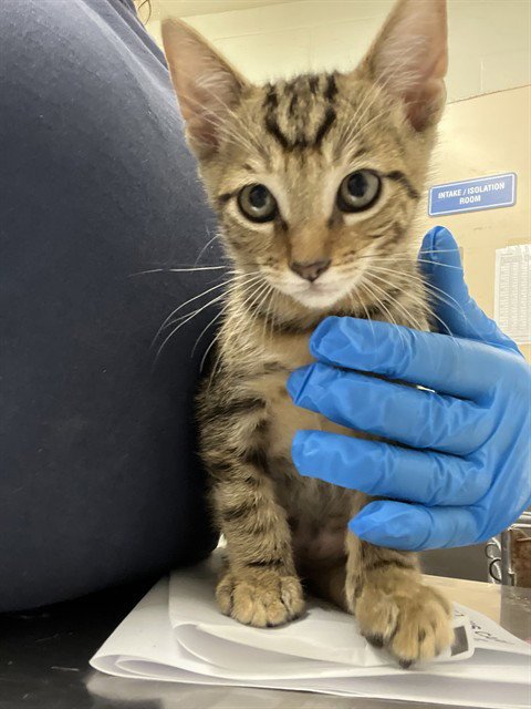 A274256 - Domestic Short Hair available for adoption