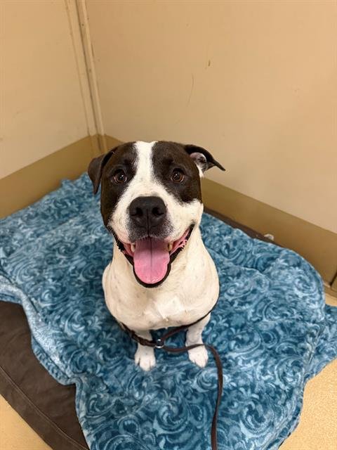 ZIPPY - Pit Bull Terrier available for adoption