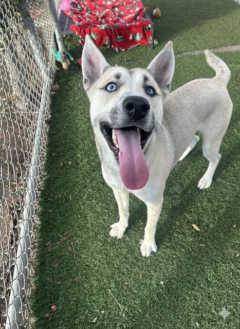 ROCKSTAR - German Shepherd Dog / Siberian Husky available for adoption