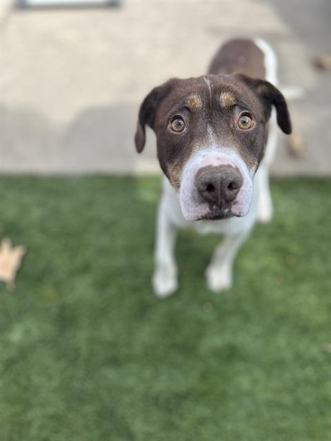 ZIGGY - Labrador Retriever available for adoption