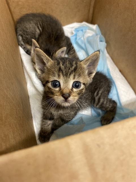 KIMCHI - Domestic Short Hair available for adoption