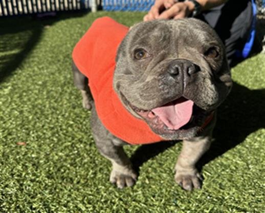 MOO DENG - Staffordshire Bull Terrier available for adoption