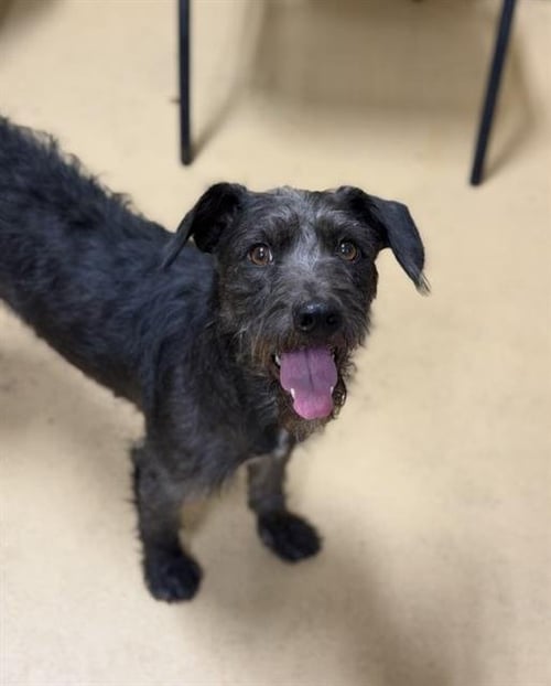 PERLA - Scottish Terrier Scottie available for adoption