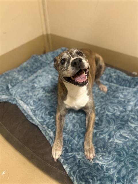 PERRIS LAKE - Pit Bull Terrier available for adoption