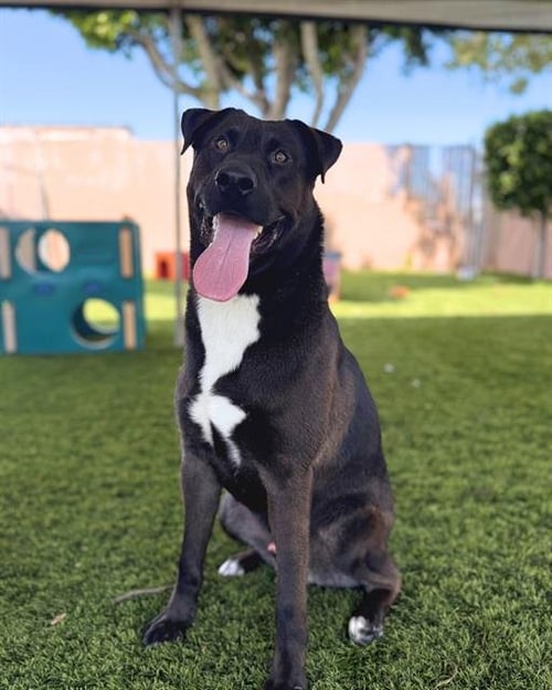 BOOMER - Labrador Retriever available for adoption