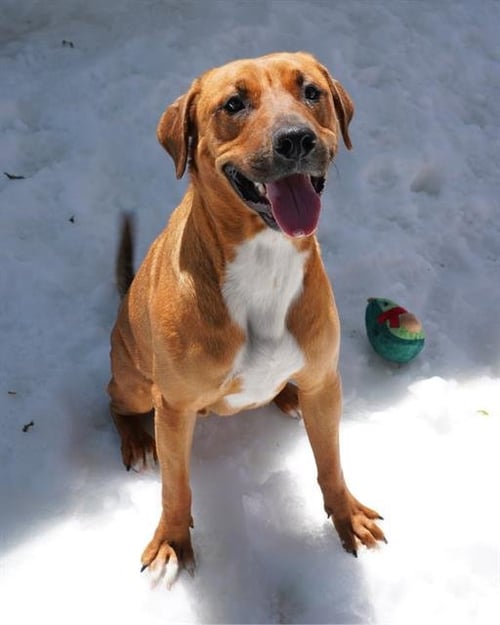 CHILI - Labrador Retriever / Rhodesian Ridgeback available for adoption