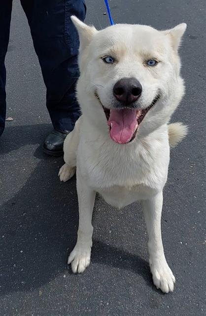 WALTER - Husky available for adoption