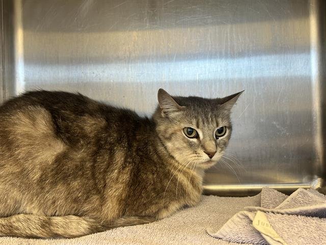 PIXIE - Domestic Short Hair available for adoption