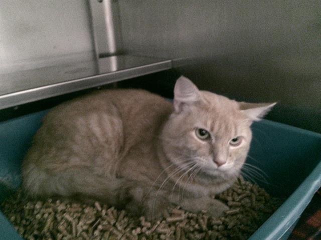 MANGO - Domestic Short Hair available for adoption