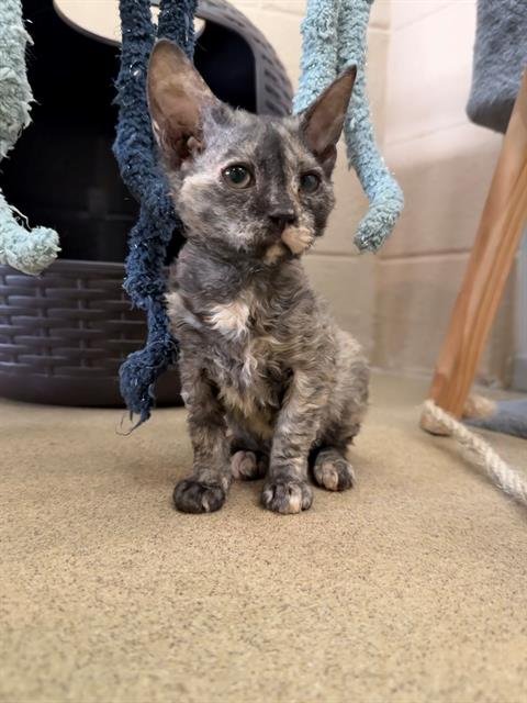 BADTZ MARU - Devon Rex available for adoption