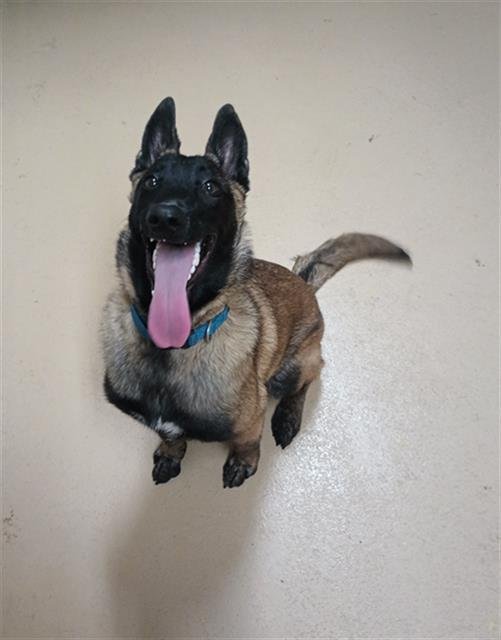 WAFFLES - Belgian Shepherd Malinois available for adoption