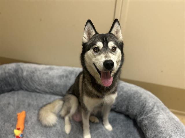 A268793 - Siberian Husky available for adoption