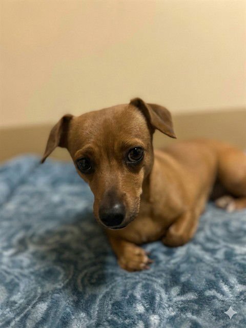 SPRINKLES - Dachshund / Chihuahua available for adoption