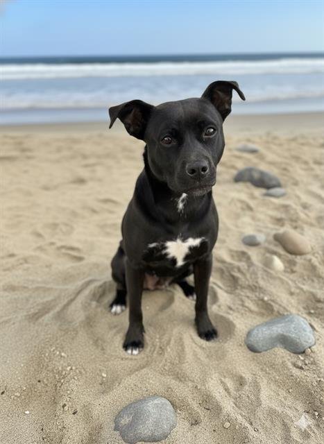 MAURICE - Pit Bull Terrier available for adoption