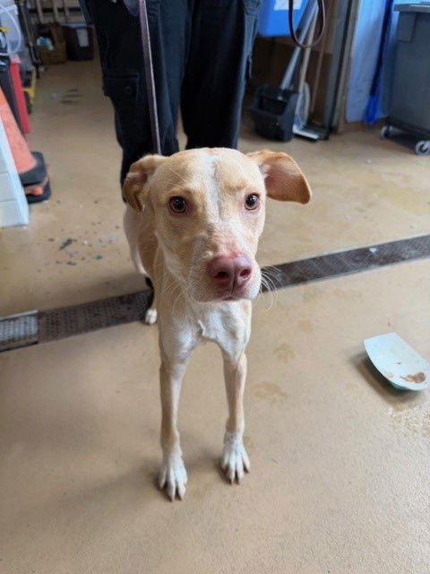 CHUCK - Terrier / Labrador Retriever available for adoption