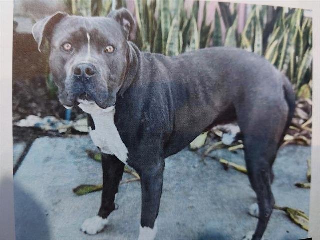 EEYORE - Pit Bull Terrier available for adoption