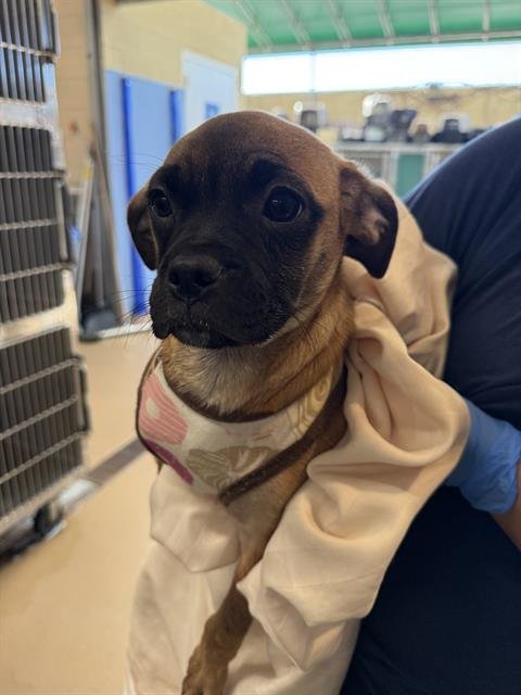 VIOLET - Pug available for adoption