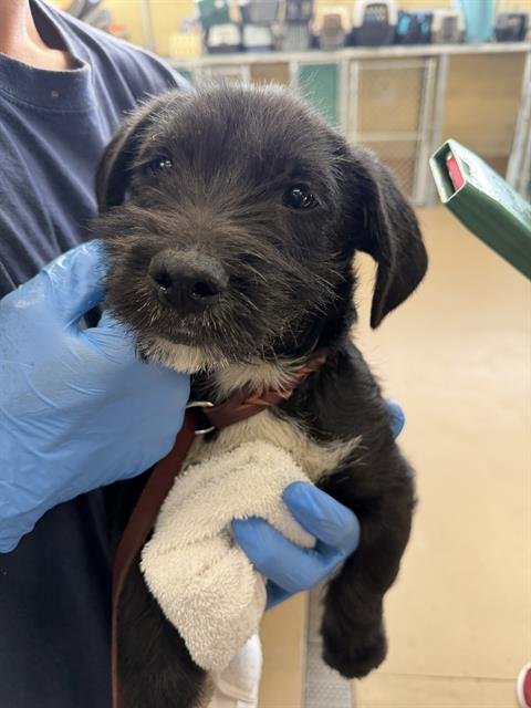 A269262 - Terrier available for adoption