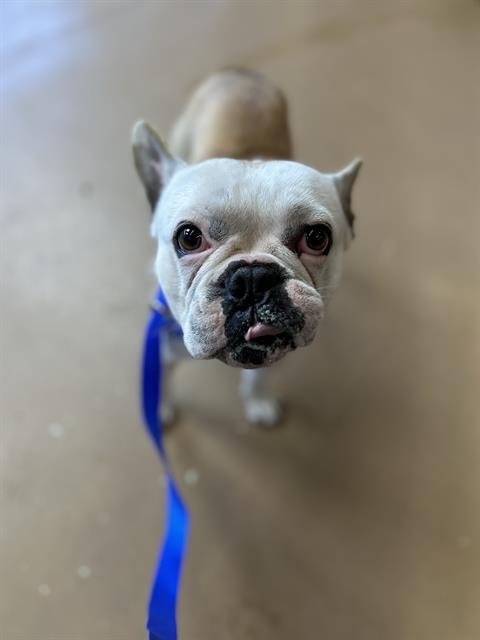 DON RAMON - French Bulldog available for adoption
