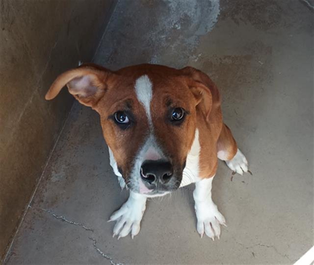 BILLY - Pit Bull Terrier available for adoption