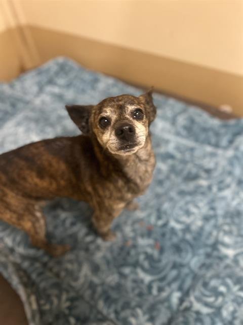 MICKEY - Chihuahua available for adoption