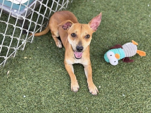 COCO - Chihuahua available for adoption