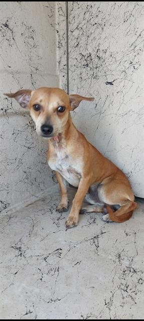 COCO Image
