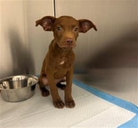 DOBBIE - Photo 1