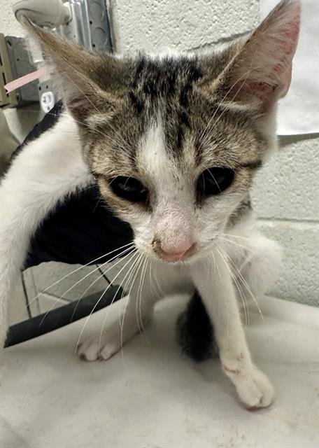 A273815 - Domestic Short Hair available for adoption