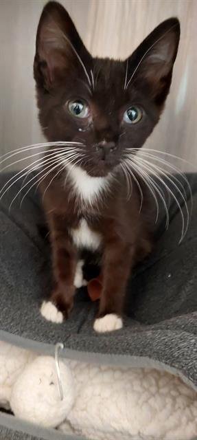 A273340 - Domestic Short Hair for adoption in Chula Vista