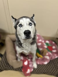 KODA - Photo 1