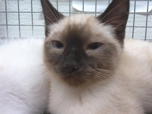 A273889 - Siamese available for adoption