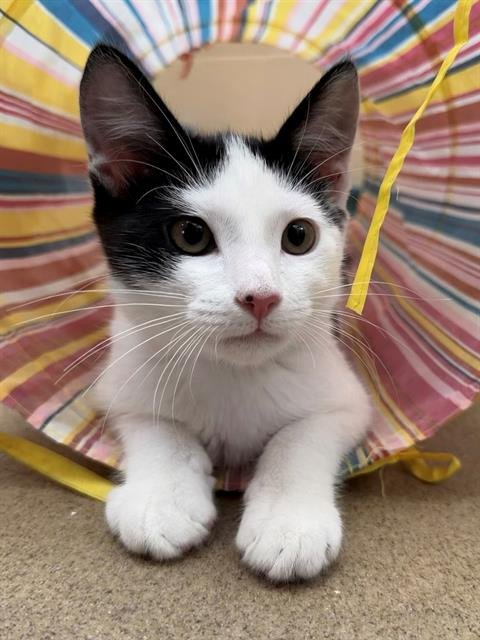 ALLIE - Domestic Short Hair available for adoption