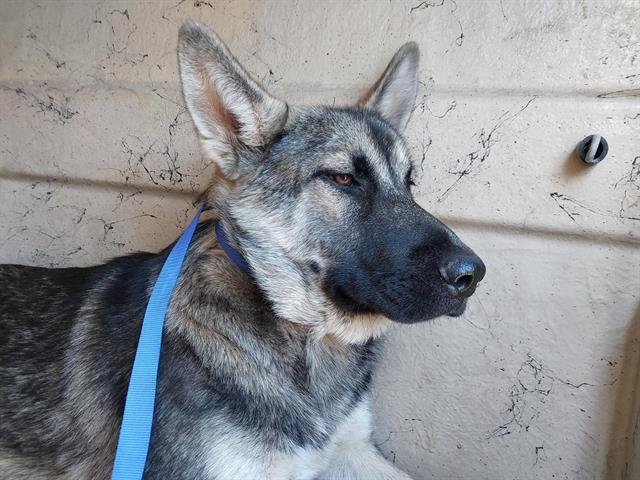 CHARMING - German Shepherd Dog available for adoption