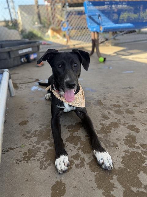 KIRA - Australian Shepherd available for adoption