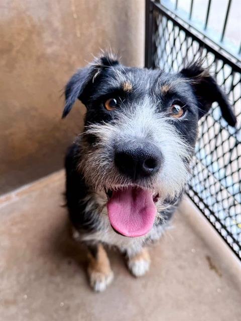ROCKY - Terrier available for adoption