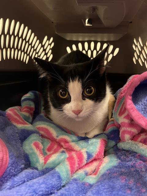 HALLE - Domestic Short Hair available for adoption