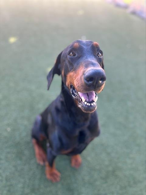 PICKLES - Doberman Pinscher available for adoption