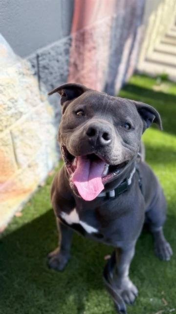 DIESEL - Pit Bull Terrier available for adoption