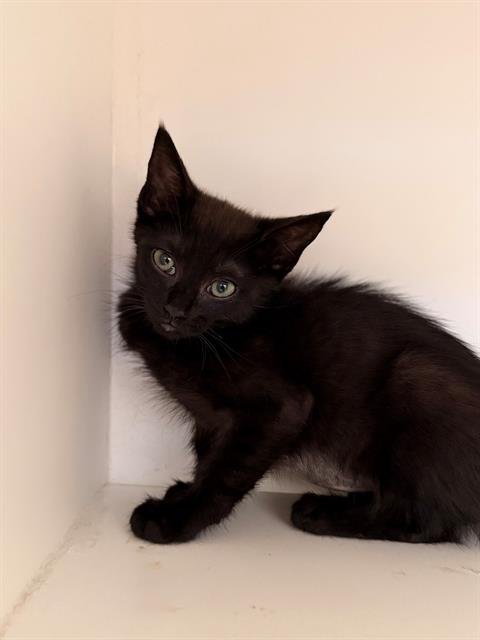 BIBBITY - Domestic Short Hair available for adoption