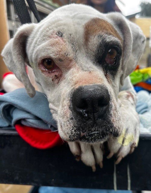 NALA - Boxer available for adoption