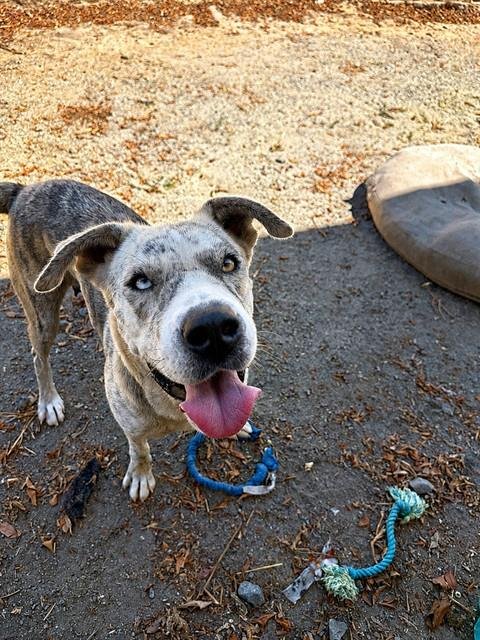 CHANEL - Pit Bull Terrier available for adoption