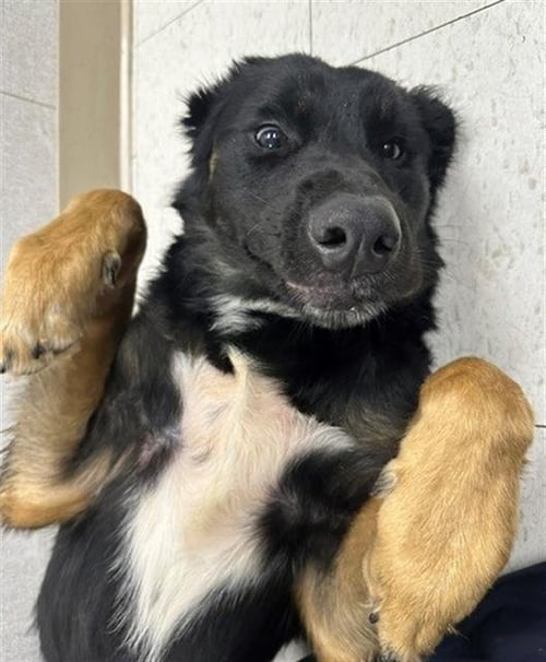 BEAR KAT - Mexican Hairless available for adoption